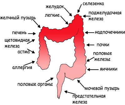 kishechnik_dlya_organizma